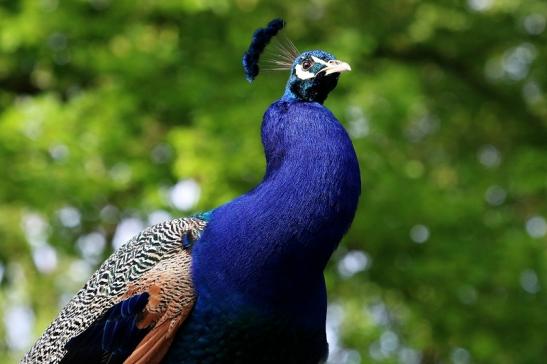 Asiatischer Pfau Zoo Vivarium Darmstadt 2016