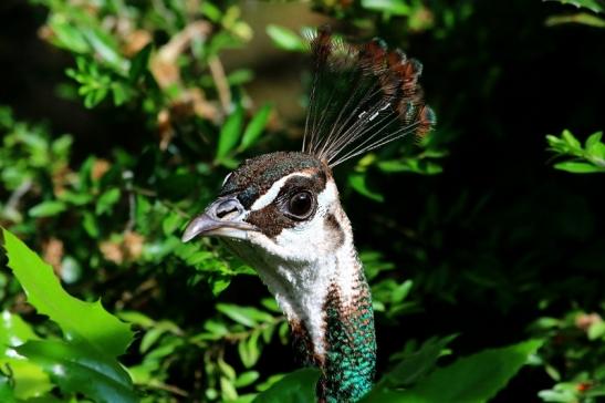 Asiatischer Pfau Zoo Vivarium Darmstadt 2016