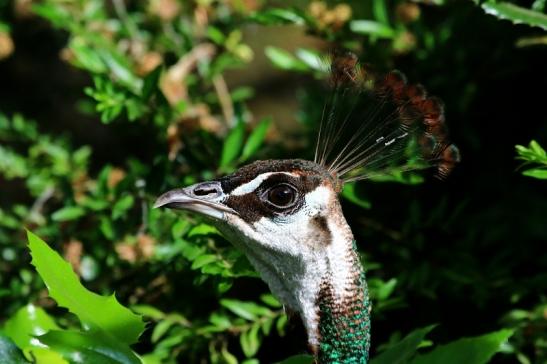 Asiatischer Pfau Zoo Vivarium Darmstadt 2016