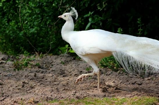 Asiatischer Pfau Zoo Vivarium Darmstadt 2016