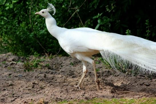 Asiatischer Pfau Zoo Vivarium Darmstadt 2016