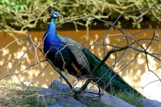 Asiatischer Pfau Zoo Vivarium Darmstadt 2018