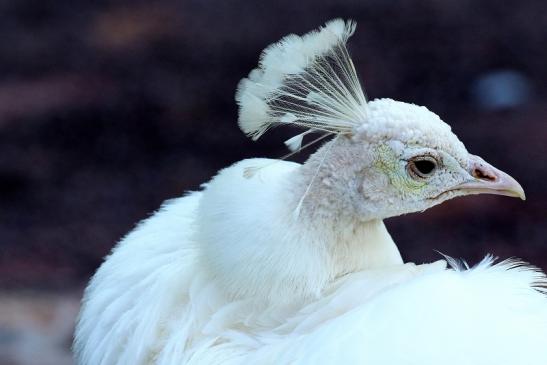 Asiatischer Pfau - weiße Variante - Zoo Vivarium Darmstadt 2020