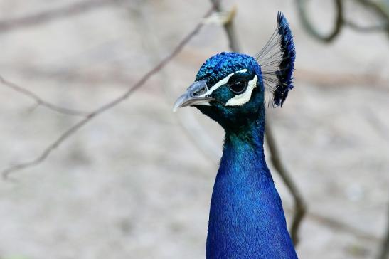 Asiatischer Pfau Zoo Vivarium Darmstadt 2020