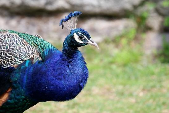 Asiatischer Pfau Zoo Vivarium Darmstadt 2020