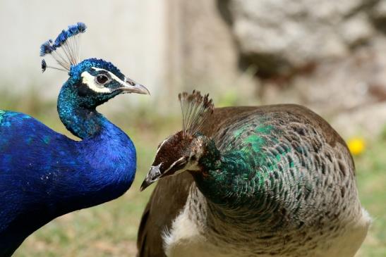 Asiatischer Pfau Zoo Vivarium Darmstadt 2020