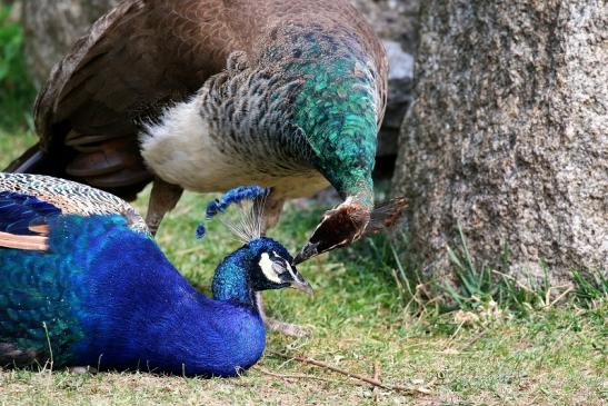 Asiatischer Pfau Zoo Vivarium Darmstadt 2020