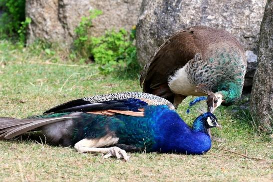 Asiatischer Pfau Zoo Vivarium Darmstadt 2020