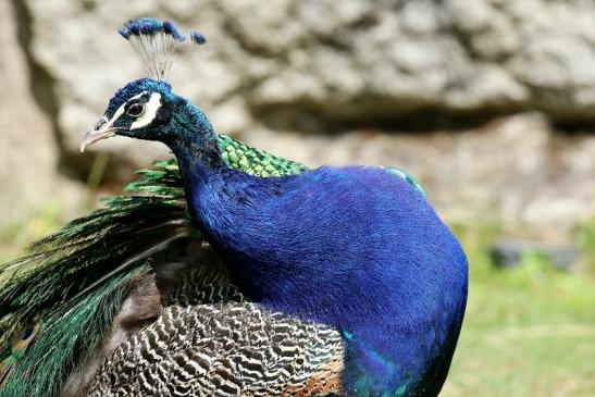 Asiatischer Pfau Zoo Vivarium Darmstadt 2020