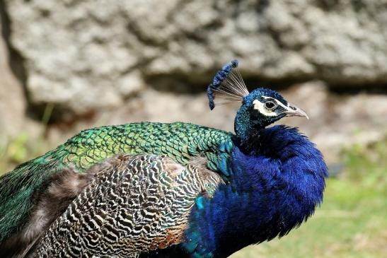 Asiatischer Pfau Zoo Vivarium Darmstadt 2020