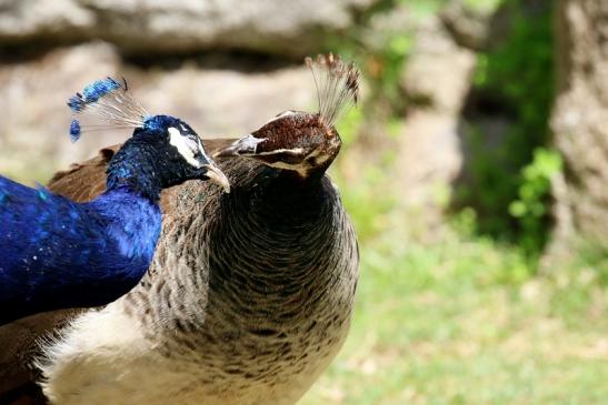 Asiatischer Pfau Zoo Vivarium Darmstadt 2020