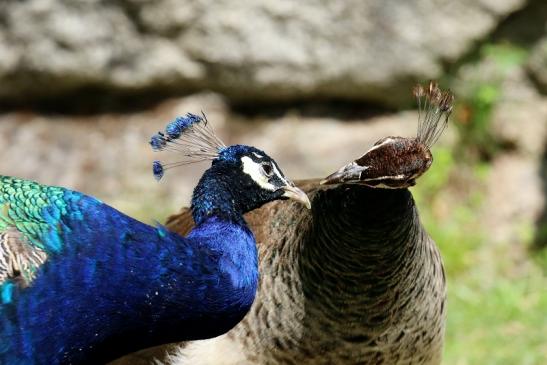 Asiatischer Pfau Zoo Vivarium Darmstadt 2020