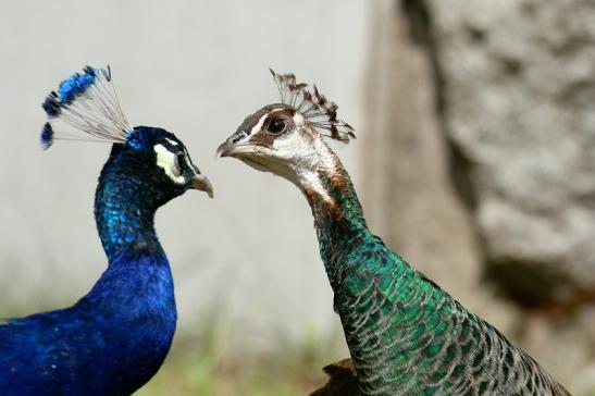 Asiatischer Pfau Zoo Vivarium Darmstadt 2020