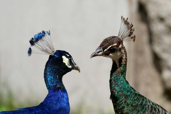 Asiatischer Pfau Zoo Vivarium Darmstadt 2020