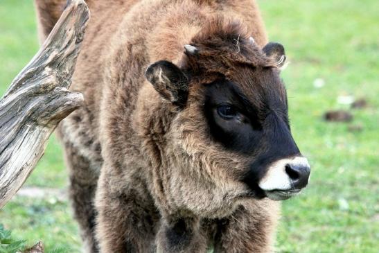 Auerochse Kalb - Wildpark Alte Fasanerie Klein Auheim 2014