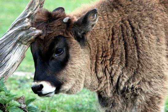 Auerochse Kalb - Wildpark Alte Fasanerie Klein Auheim 2014