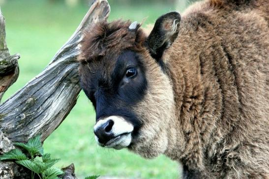 Auerochse Kalb - Wildpark Alte Fasanerie Klein Auheim 2014