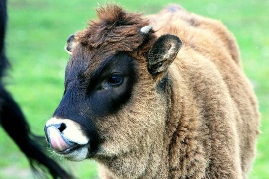 Auerochse Kalb - Wildpark Alte Fasanerie Klein Auheim 2014