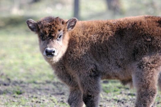 Auerochse Kalb - Wildpark Alte Fasanerie Klein Auheim 2015