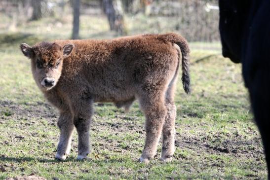 Auerochse Kalb - Wildpark Alte Fasanerie Klein Auheim 2015