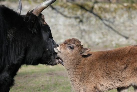 Auerochse Kalb - Wildpark Alte Fasanerie Klein Auheim 2015