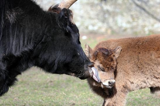 Auerochse Kalb - Wildpark Alte Fasanerie Klein Auheim 2015