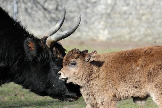 Auerochse Kalb - Wildpark Alte Fasanerie Klein Auheim 2015