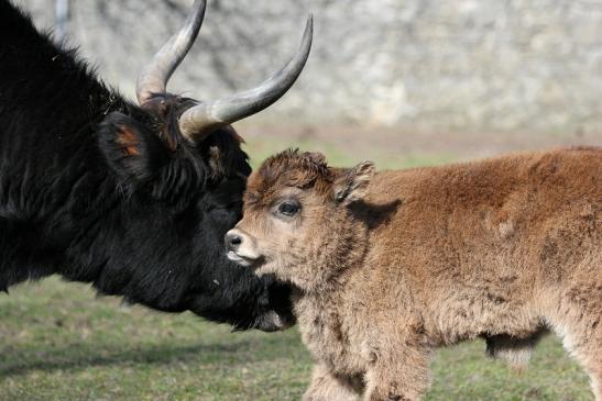 Auerochse Kalb - Wildpark Alte Fasanerie Klein Auheim 2015