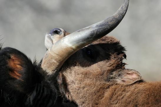 Auerochse Kalb - Wildpark Alte Fasanerie Klein Auheim 2015