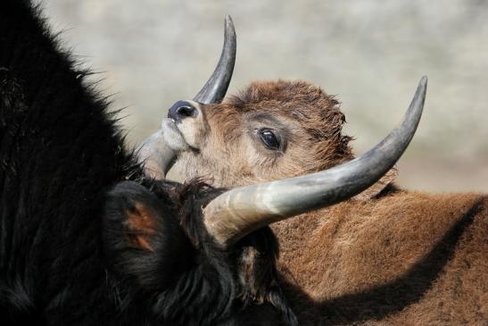 Auerochse Kalb - Wildpark Alte Fasanerie Klein Auheim 2015