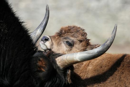 Auerochse Kalb - Wildpark Alte Fasanerie Klein Auheim 2015