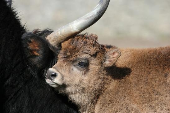 Auerochse Kalb - Wildpark Alte Fasanerie Klein Auheim 2015