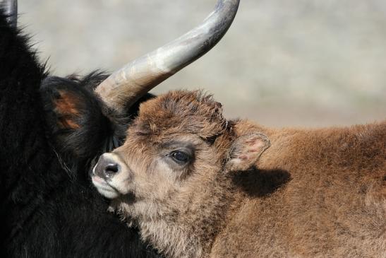 Auerochse Kalb - Wildpark Alte Fasanerie Klein Auheim 2015