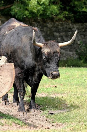 Auerochse - Wildpark Alte Fasanerie Klein Auheim 2015