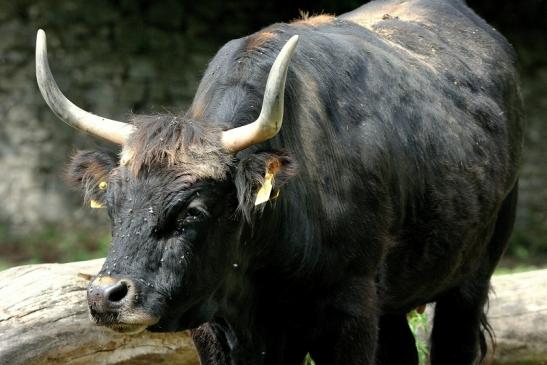 Auerochse - Wildpark Alte Fasanerie Klein Auheim 2015