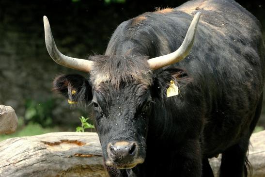 Auerochse - Wildpark Alte Fasanerie Klein Auheim 2015