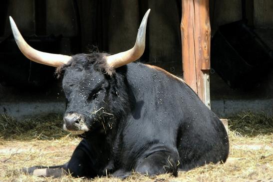 Auerochse - Wildpark Alte Fasanerie Klein Auheim 2015