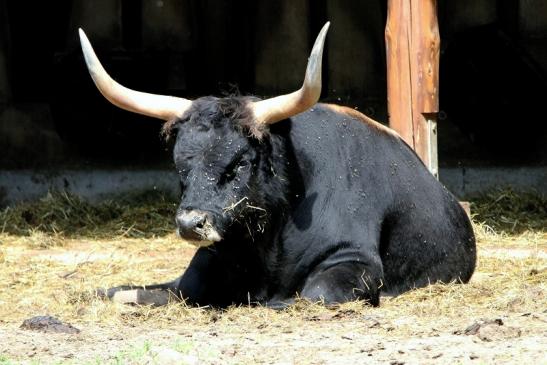 Auerochse - Wildpark Alte Fasanerie Klein Auheim 2015