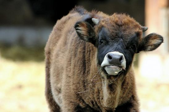 Auerochse Jungtier - Wildpark Alte Fasanerie Klein Auheim 2015