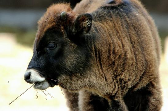 Auerochse Jungtier - Wildpark Alte Fasanerie Klein Auheim 2015