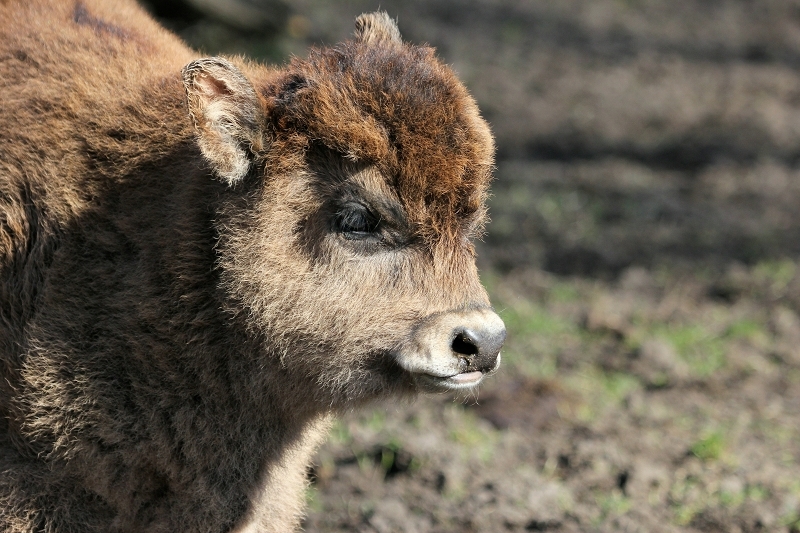 Auerochse Kalb - Wildpark Alte Fasanerie Klein Auheim 2015