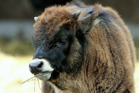 Auerochse Jungtier - Wildpark Alte Fasanerie Klein Auheim 2015