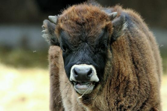 Auerochse Jungtier - Wildpark Alte Fasanerie Klein Auheim 2015