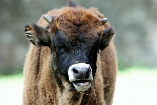 Auerochse Jungtier - Wildpark Alte Fasanerie Klein Auheim 2015