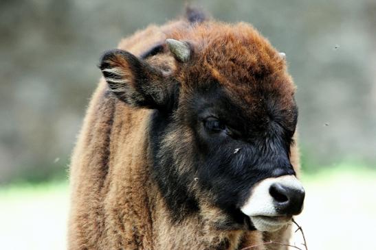 Auerochse Jungtier - Wildpark Alte Fasanerie Klein Auheim 2015