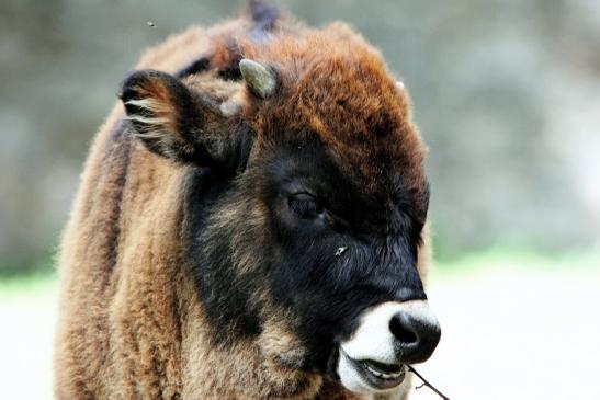 Auerochse Jungtier - Wildpark Alte Fasanerie Klein Auheim 2015