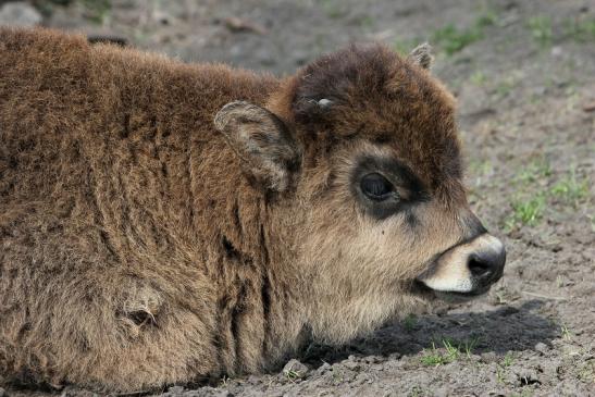 Auerochse Kalb - Wildpark Alte Fasanerie Klein Auheim 2015