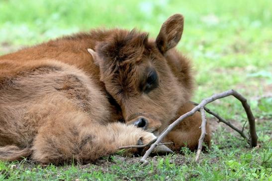 Auerochse Kalb - Wildpark Alte Fasanerie Klein Auheim 2015