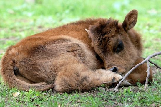 Auerochse Kalb - Wildpark Alte Fasanerie Klein Auheim 2015