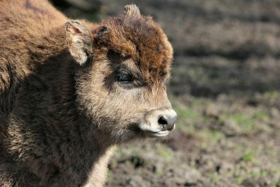 Auerochse Kalb - Wildpark Alte Fasanerie Klein Auheim 2015